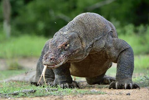 コモドドラゴン モンスター と呼ばれる世界最大のトカゲ