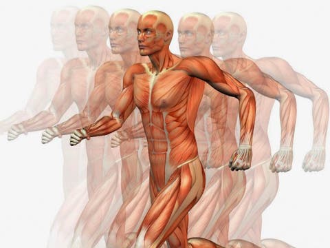 Resultado de imagen de MOVIMIENTOS Y ACCIONES MUSCULARES