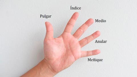 Image result for nombres de los dedos