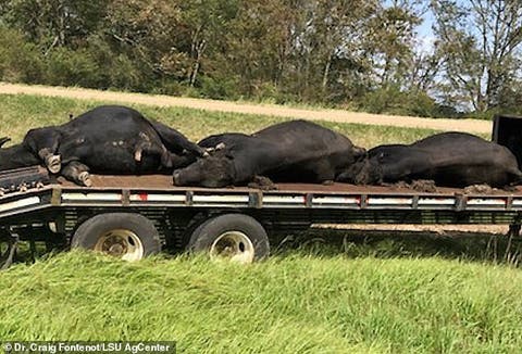 Farmers in a five-parish area in Louisiana have probably lost 300 to 400 cattle