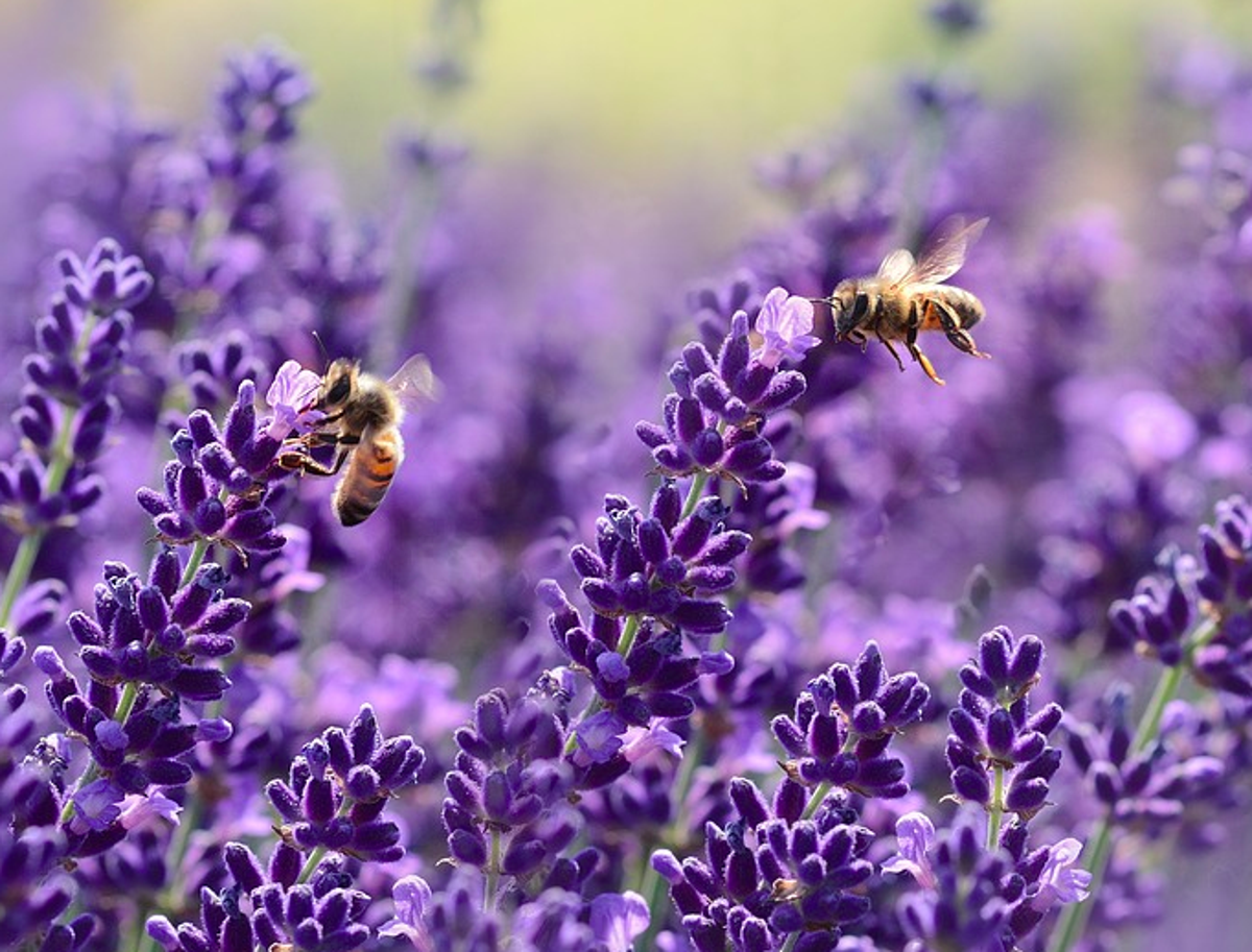 How To Increase Biodiversity In Your Own Backyard Green Living Ideas