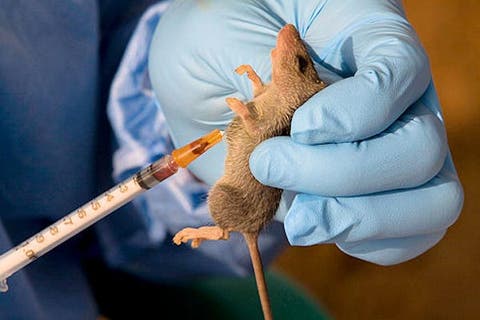 Image result for Lassa Fever:Â UNIZIK Student Tests Positive To Disease Becomes First ConfirmedÂ Case InÂ Anambra