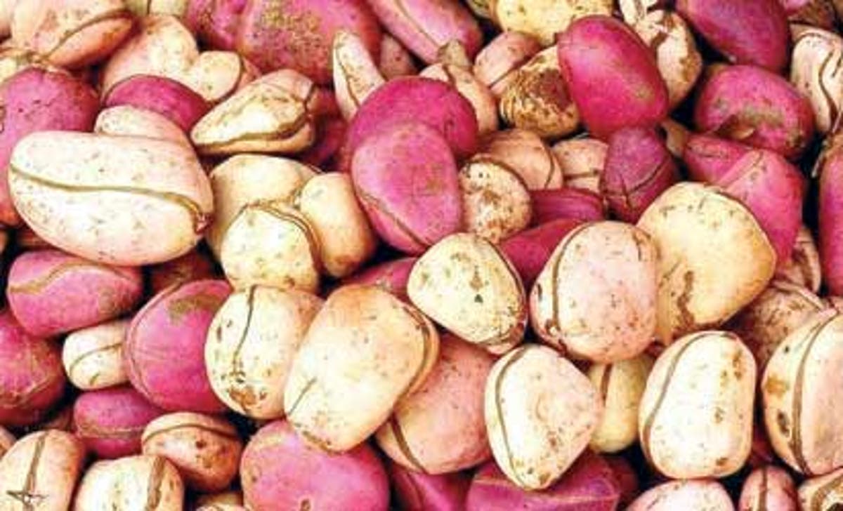 kola nut nigeria s seed of