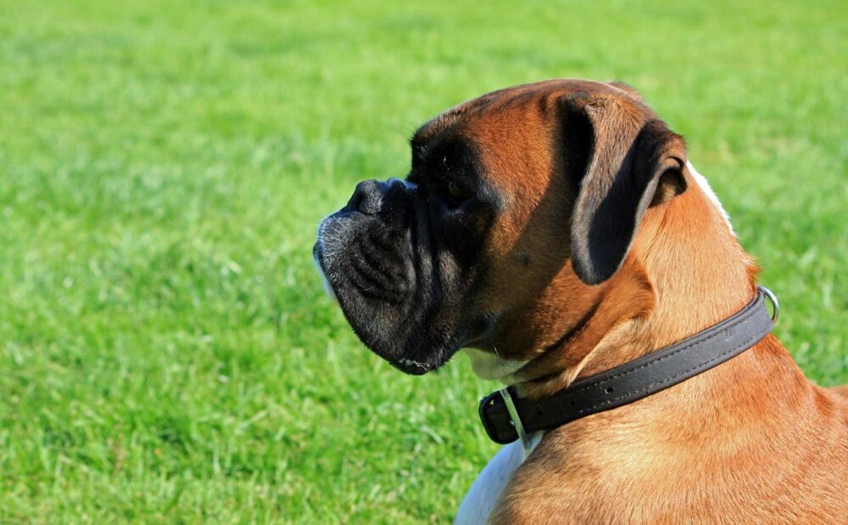 Perro Boxer Caracteristicas Comportamiento Y Todo Lo Que Debes Saber Perro Boxer Caracteristicas Comportamiento Y Todo Lo Que Debes Saber