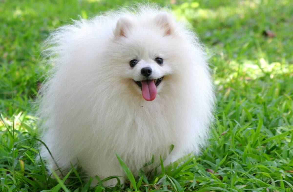 Las 13 Razas De Perros Pequenos Mas Bonitos Del Mundo