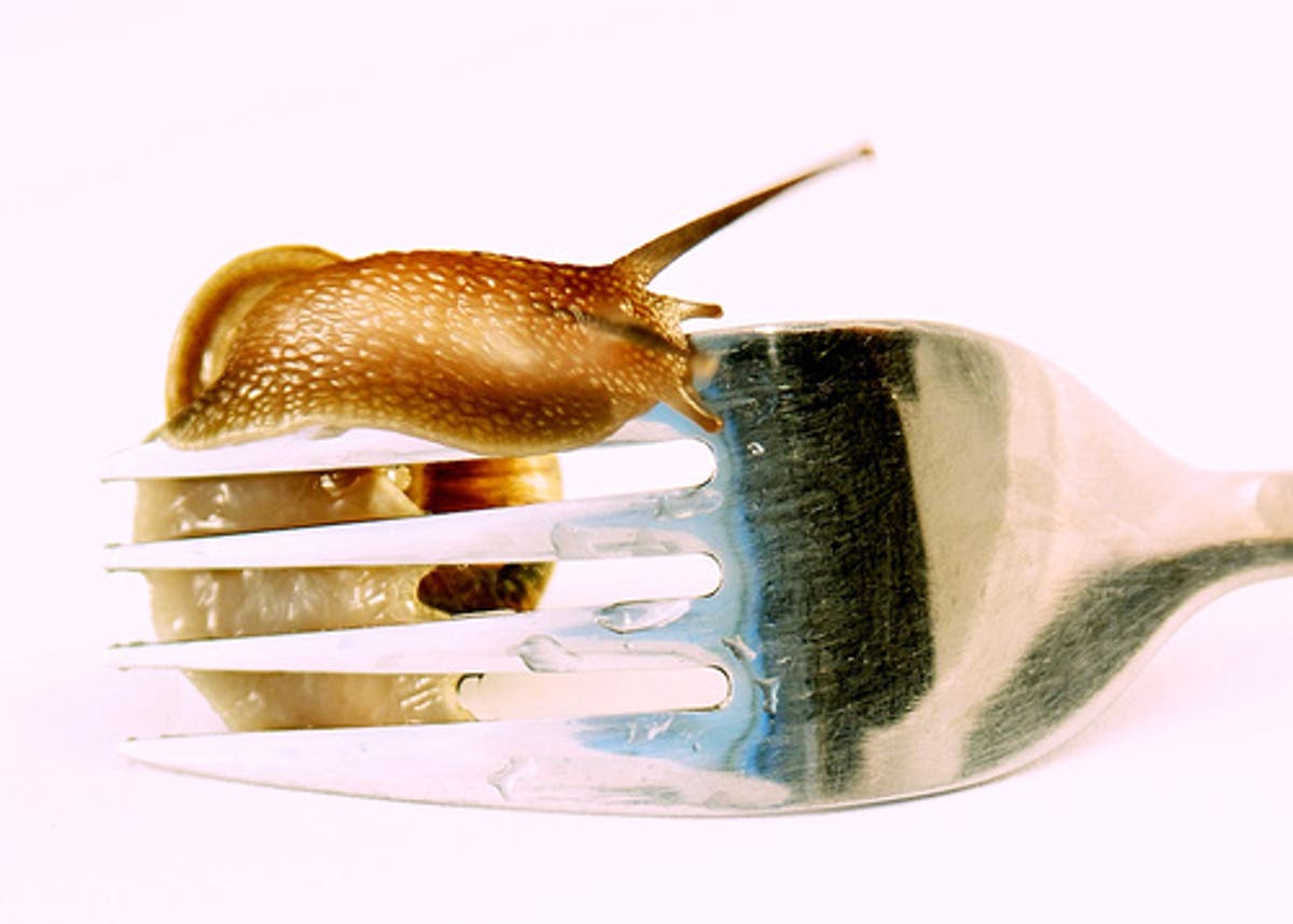 Eating Garden Snails Green Living Ideas