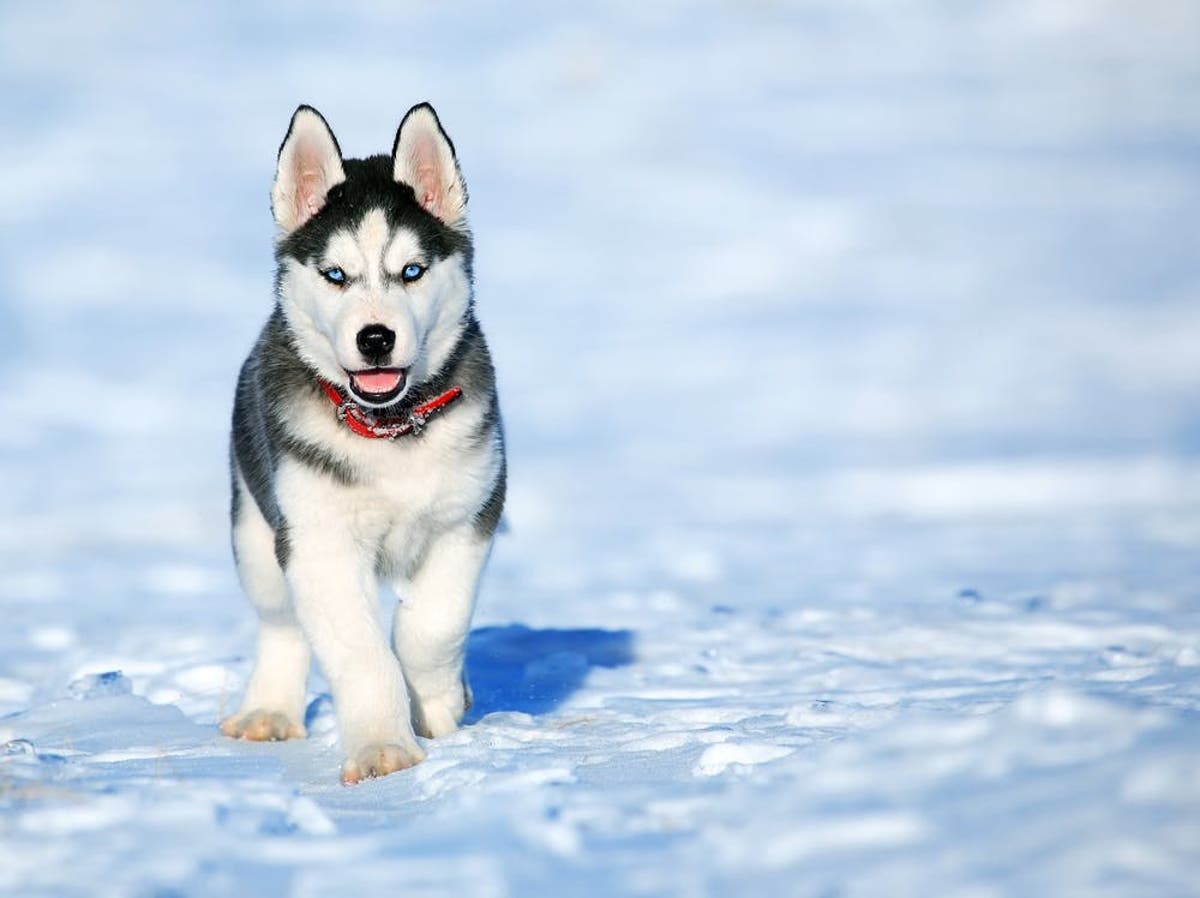 Perro Husky Caracteristicas Comportamiento Y Todo Lo Que Debes Saber