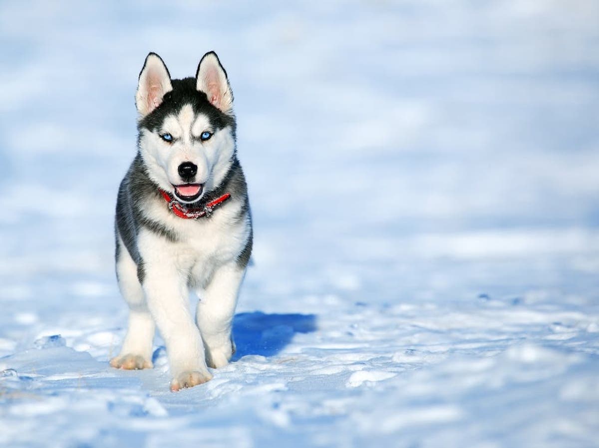Perro Husky Caracteristicas Comportamiento Y Todo Lo Que Debes Saber Perro Husky Caracteristicas Comportamiento Y Todo Lo Que Debes Saber