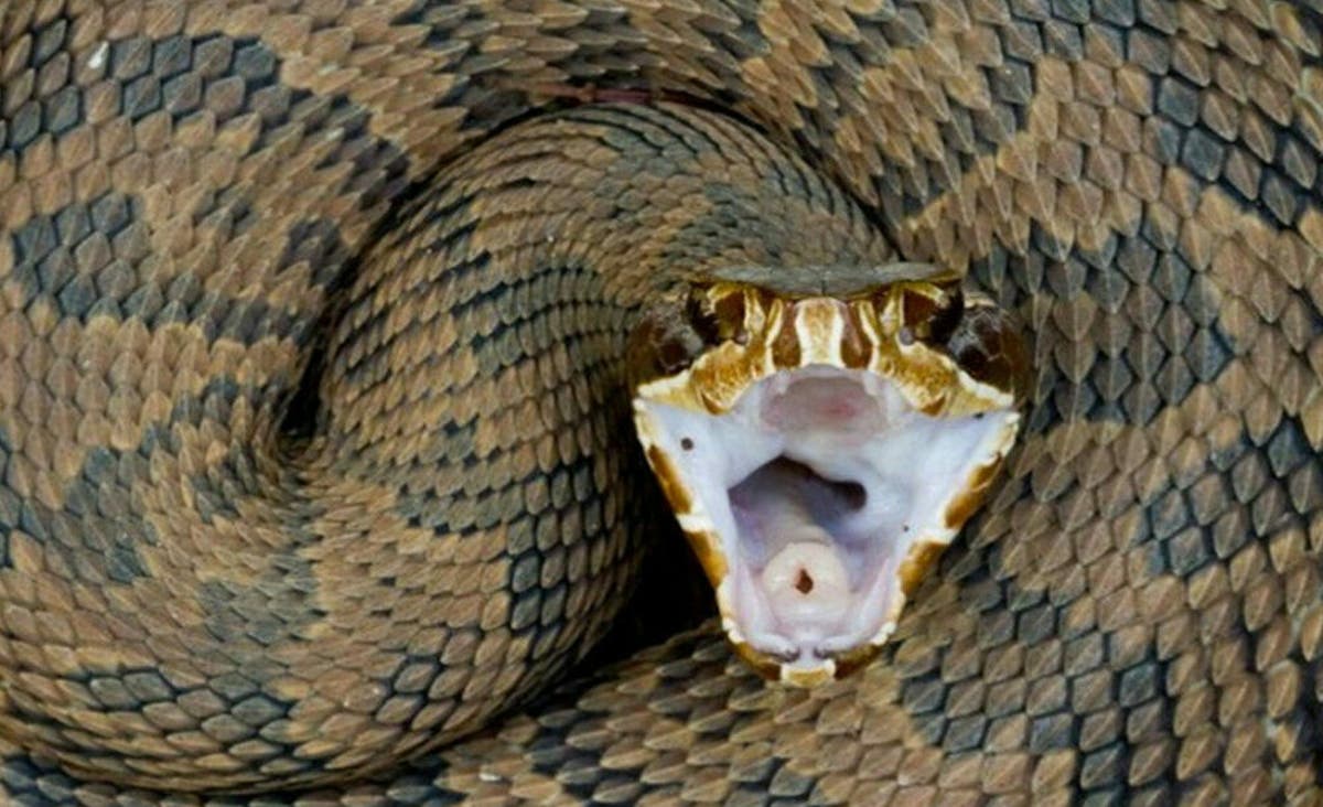 7 serpientes mas venenosas del mundo