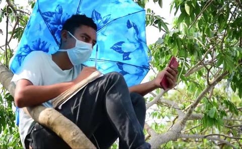 Lo más viral | Video: Joven sube diariamente un árbol para ...