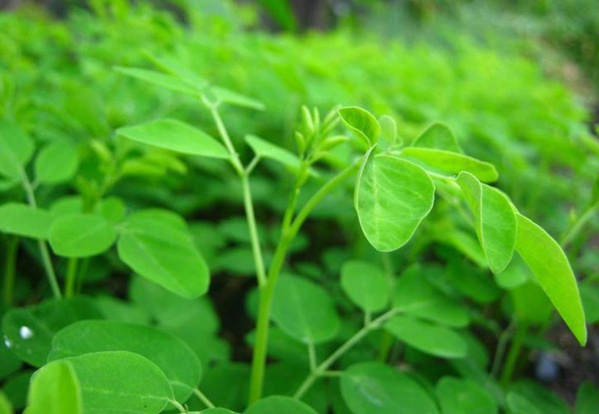 la moringa es buena pregnancy los riñones