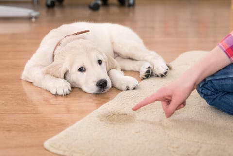 Risultato immagini per cane pipi casa