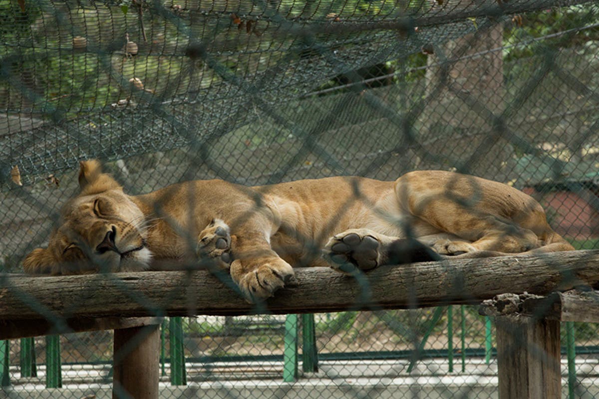 PARTE EL ALMA! Hasta los animales mueren de hambre: Se alimentan con auyama  y mango