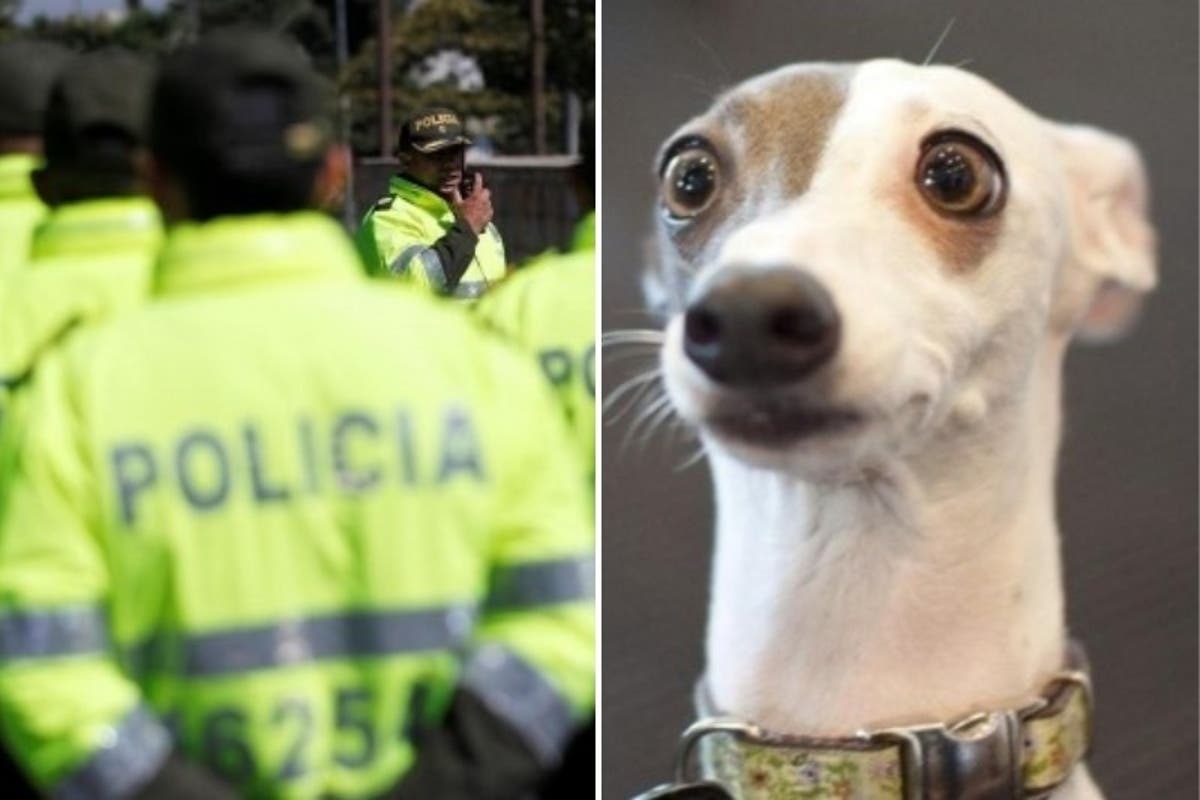 INSÓLITO! Detienen a un hombre que practicaba zoofilia con su mascota (+ Video)