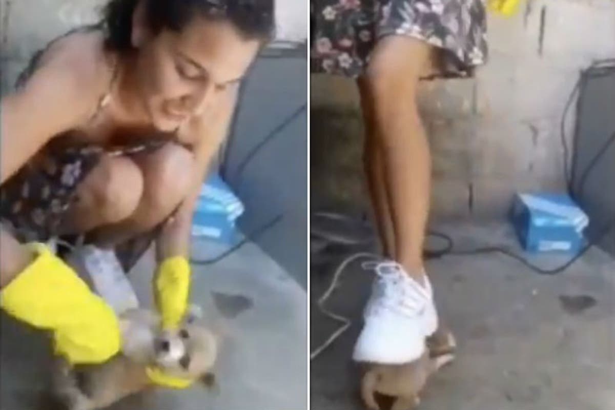 DANTESCO! Revelan video de la mujer que practicaba “animal crush fetish”  mientras tortura a un perrito “por placer” (+Video perturbador)