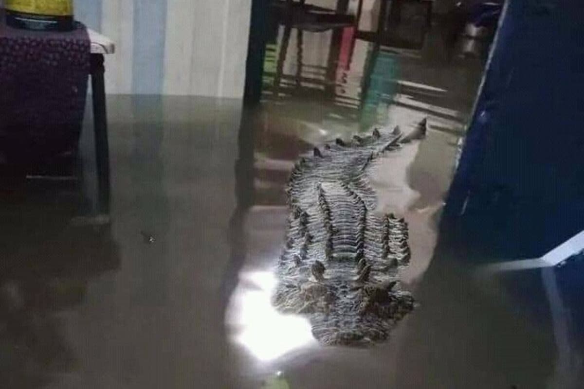 FALSO! Desmienten que imagen de un cocodrilo dentro de casa inundada sea en  Apure, Venezuela