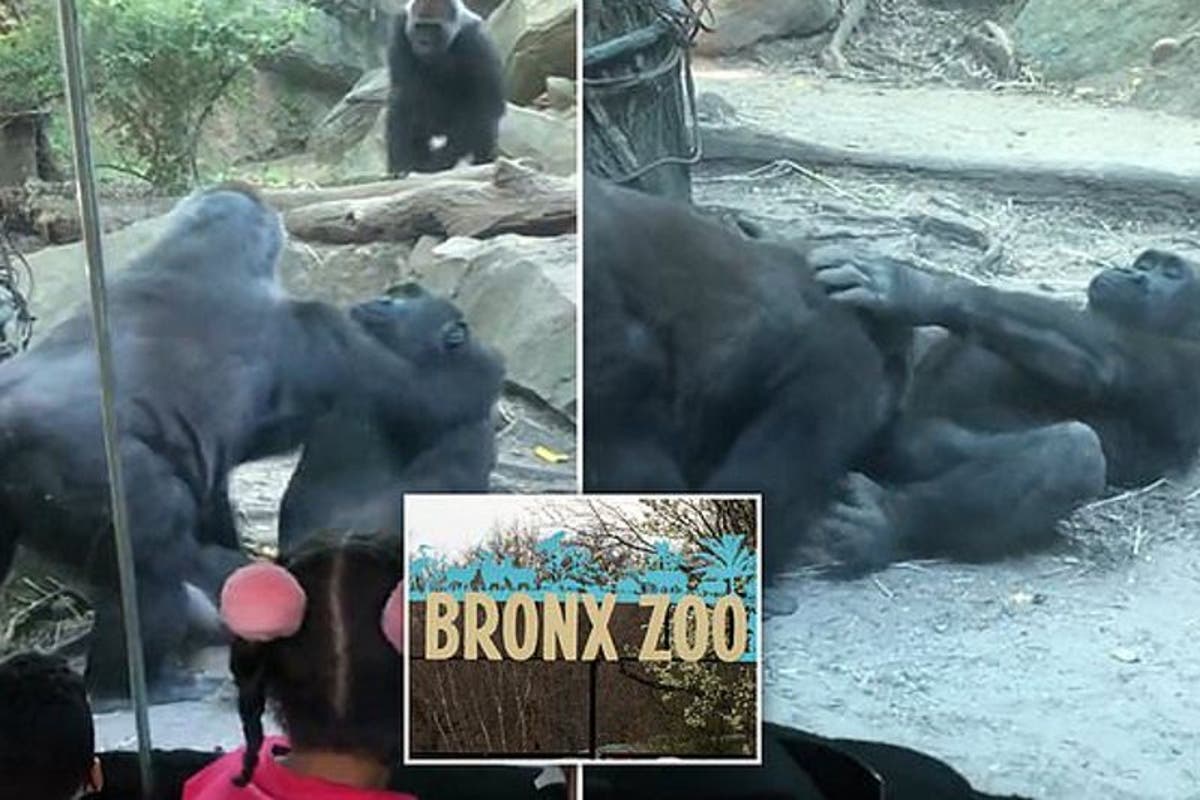 QUÉ TRAVIESOS! Gorilas ofrecieron un acto de clasificación triple X ante  familias que visitaban un zoológico en Nueva York