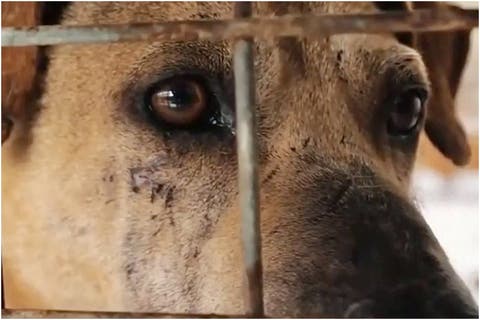 Zoofillia Ato de zoofilia praticado contra animais terá pena de até ...