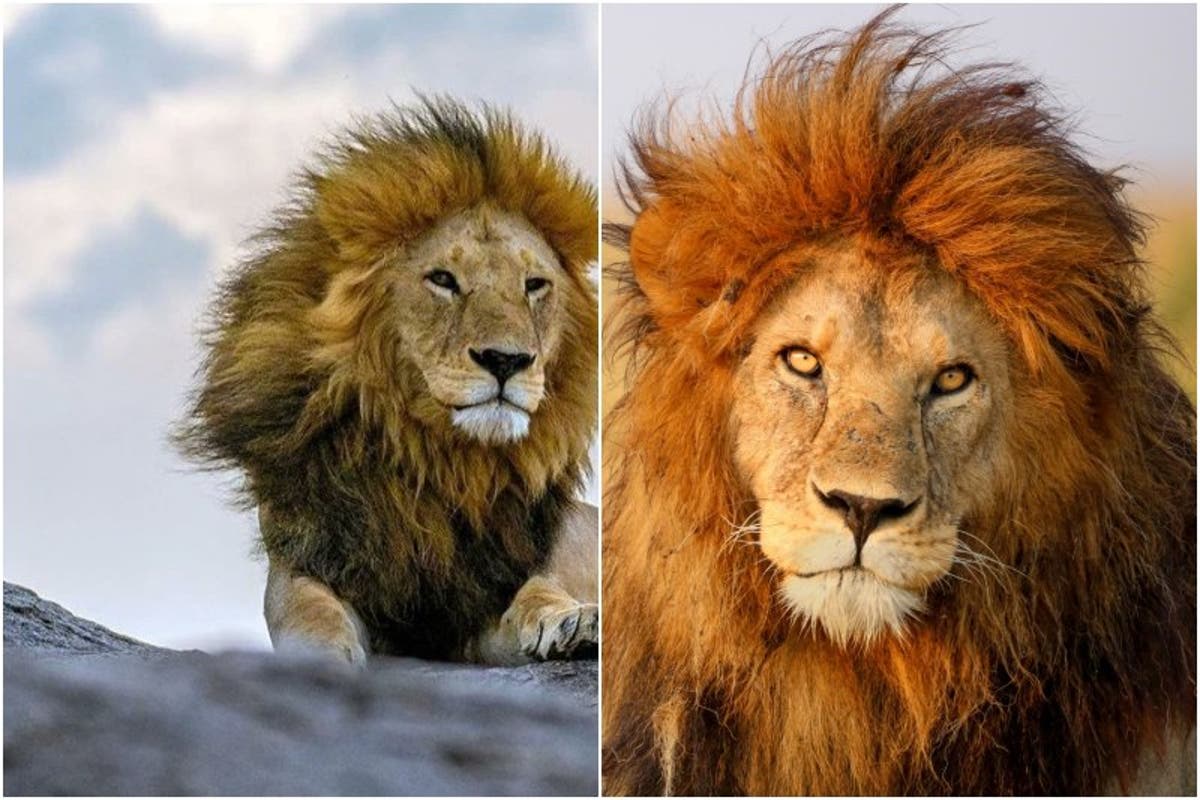 El león más fotogénico de África murió tras ataque de felinos más jóvenes  por control de territorio (+Imágenes)