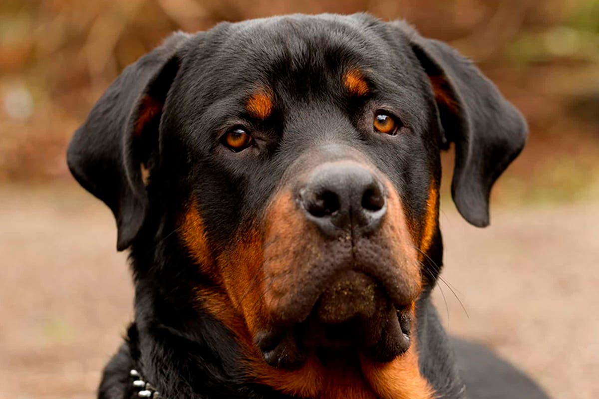 puede un rottweiler ser un perro de exterior