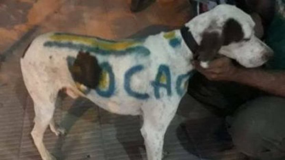 Un carnicero pintó a su perro con los colores de Boca 
