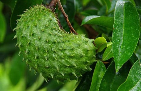 cáncer de próstata porque quimiollante