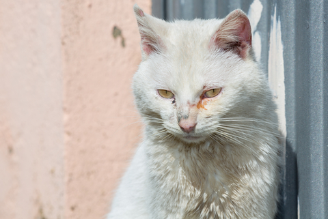 causas del gato uti