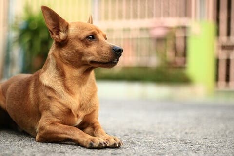 dermatite em cachorro sintomas de diabetes