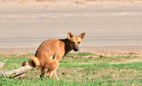 Em diarréia cães e dor pernas nas