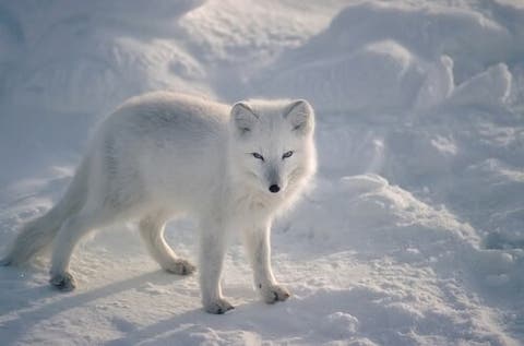 Conheça animais adaptados ao frio extremo - Meus Animais