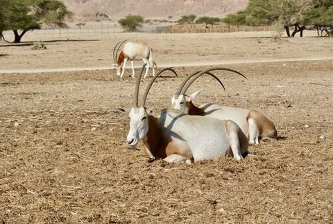 Cimitarra Oryx