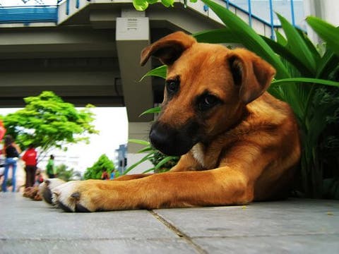 How To Stop Your Dog From Eating Plants