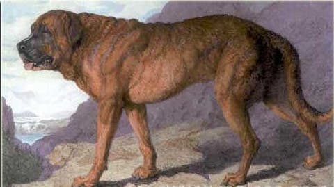 Extinct Dog Breeds Extinct Dog Breeds