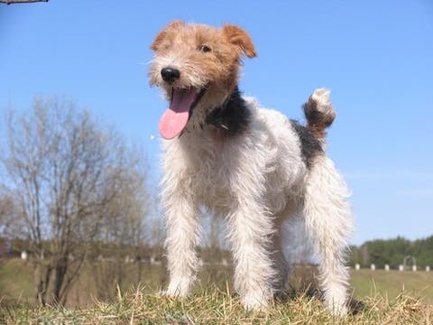 The Wire Haired Fox Terrier My Animals