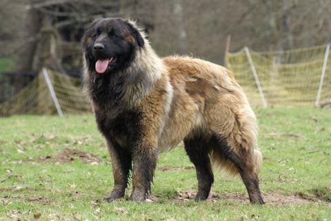 The Estrela Mountain Dog Large And Hard Working My Animals