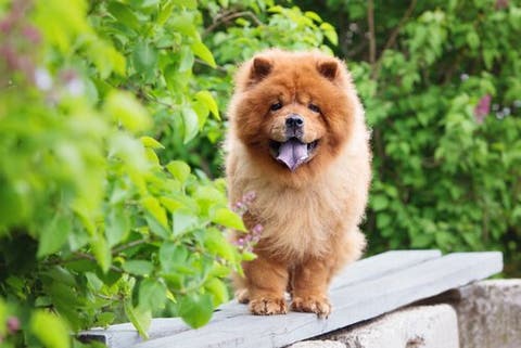 Dog Breeds With Blue Tongues My Animals