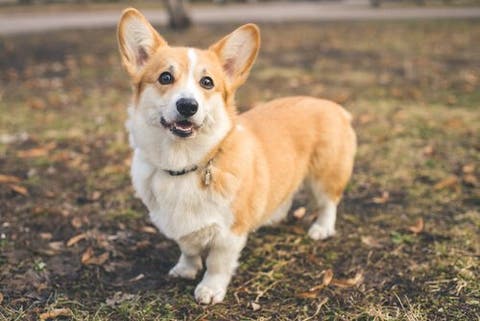 Dog Breeds With Short Legs My Animals