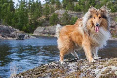 Good Names For Long Haired Dogs My Animals