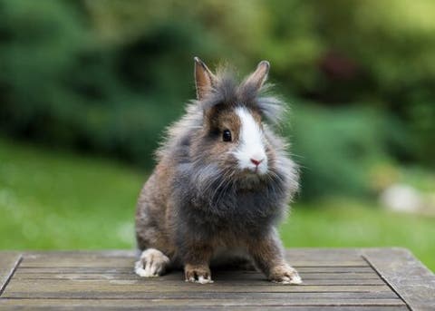 Everything You Need To Know About The Lionhead Rabbit My Animals