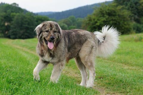 All About The Amazing Caucasian Shepherd Dog My Animals