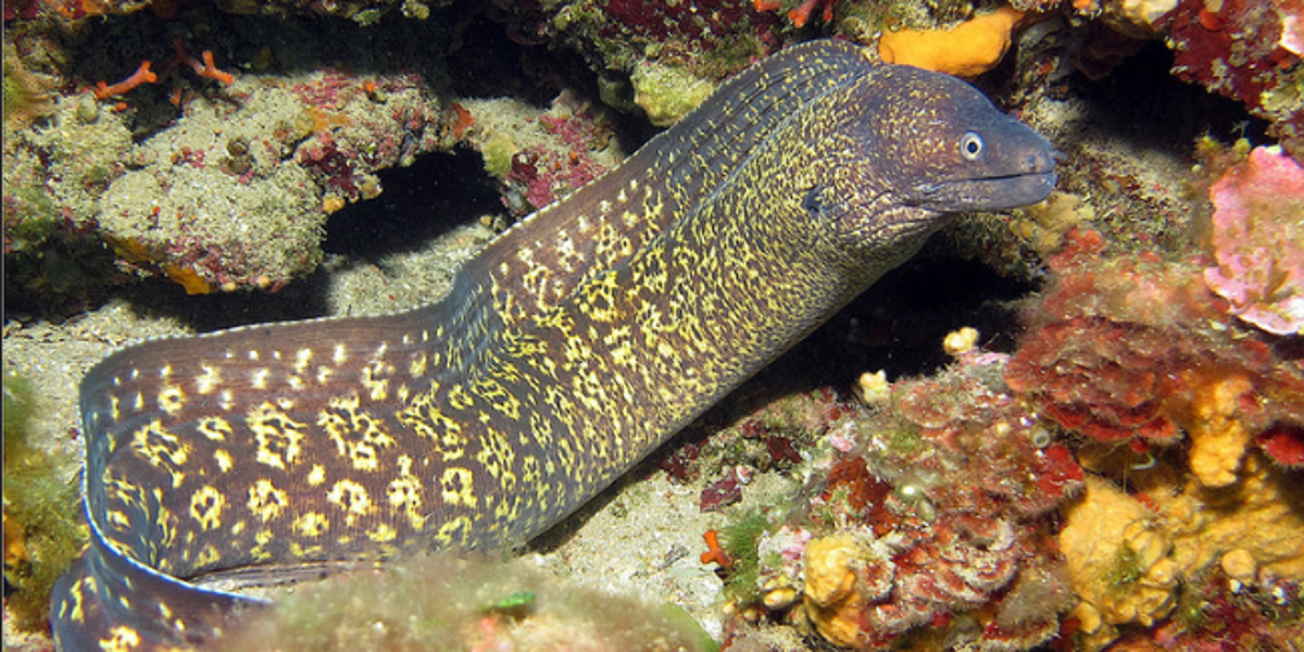 Las morenas alteran el equilibrio de arrecifes en el Caribe, según estudio