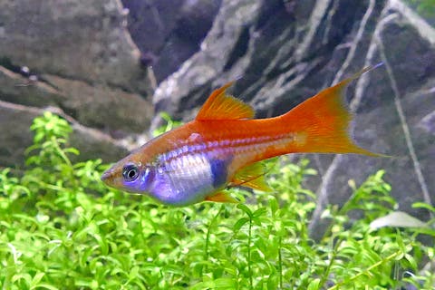 Dreams About Fish Meaning And Interpretation