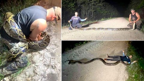 What a Monster! Potentially 'Largest' Burmese Python Captured by Snake Hunters in Florida Everglades, Watch Terrifying Pics and Videos - ZEE5 News