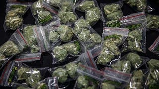 Cannabis, cocaine and pangolins seized in big drug bust in Africa