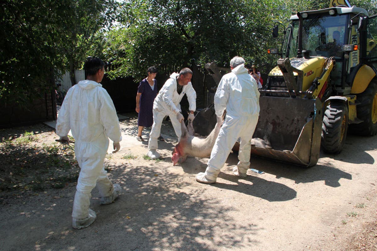 FermÄƒ UriasÄƒ ArsÄƒ De Pesta PorcinÄƒ Monitorul De BotoÈ™ani
