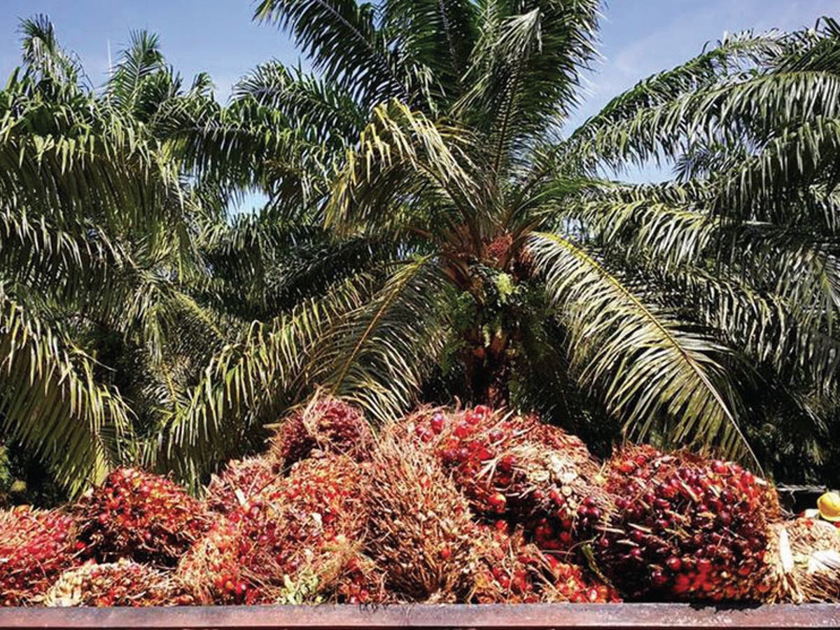 Driving Palm Oil Production Thisdaylive