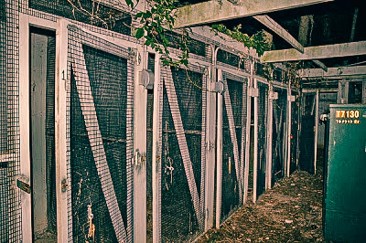 Only One Man Has Been Back To Disney World S Secret Abandoned Island This Is What He Saw