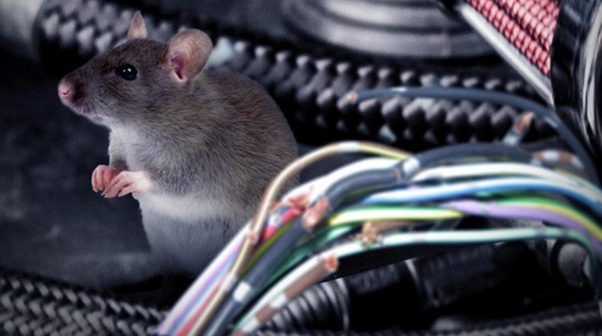Datos básicos sobre las ratas