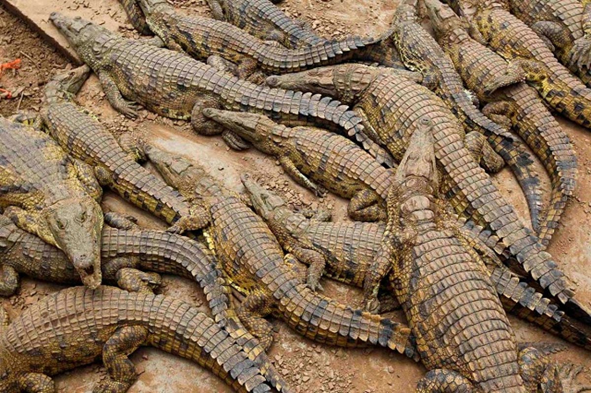 Falling Crocodile Prices Leave Farmers Fighting for Livelihoods