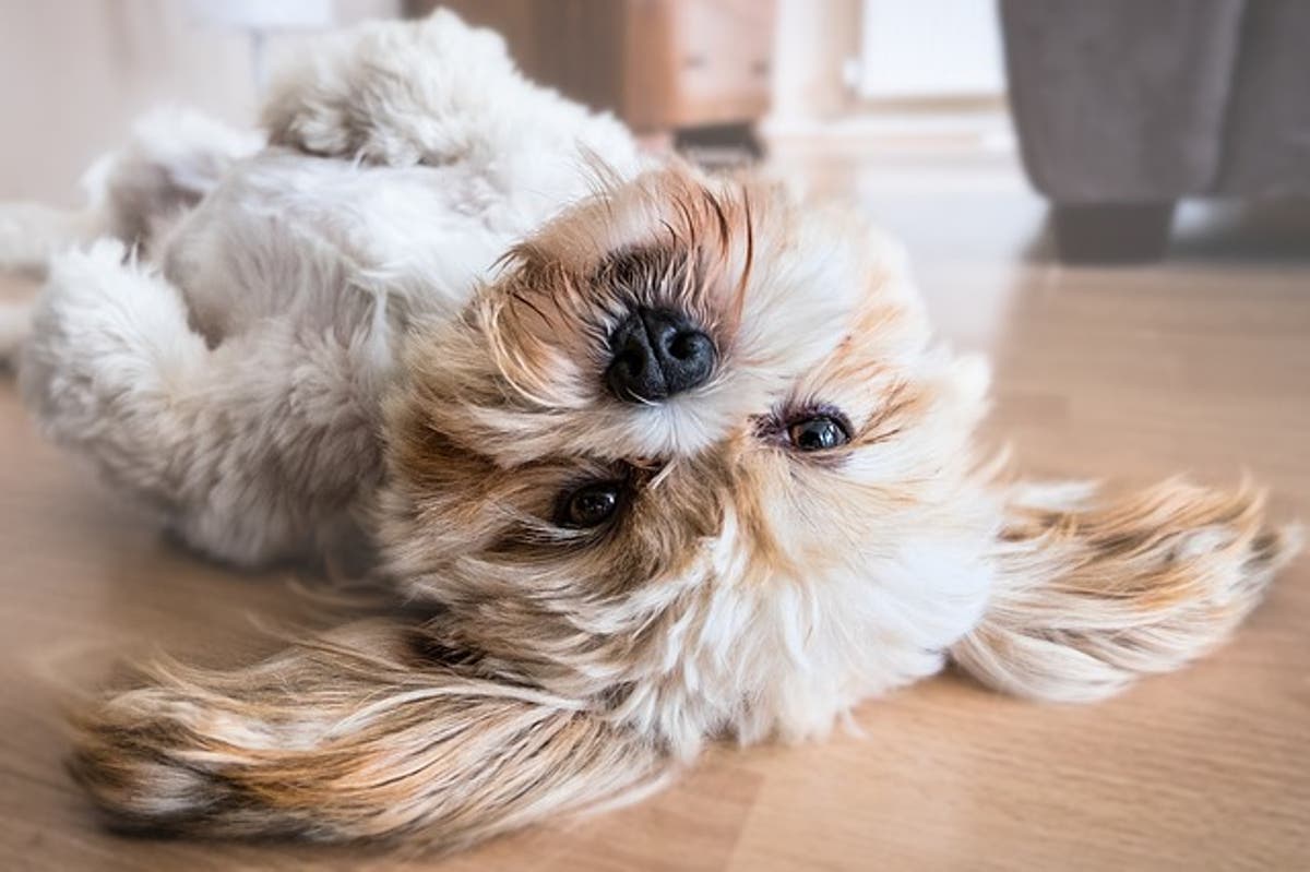 pueden los perros cambiar el pigmento de la piel